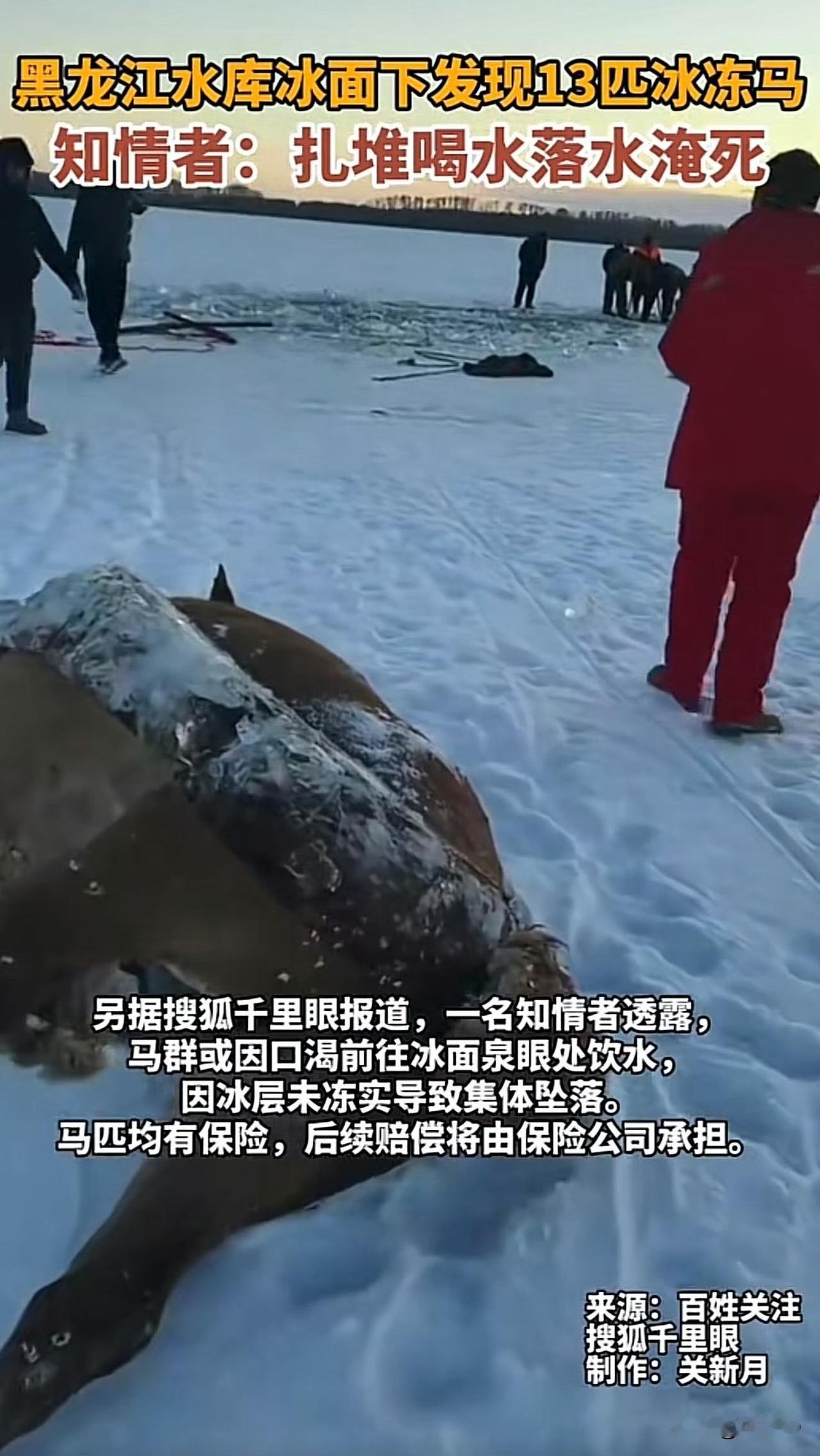 在黑龙江黑河嫩江市七星泡农场，东风水库的冰面下藏着一幕让人揪心的场景，13匹壮硕