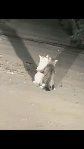 昨晚开车回家，乡间小道上两只猫咪挡住了去路。我停下车顺着车灯的亮光看到，一只狸花