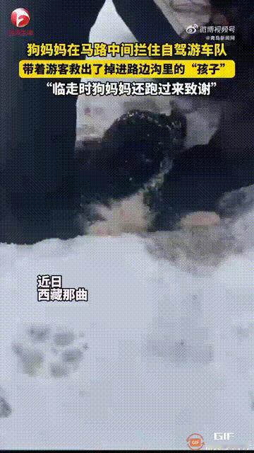 “这一刻它不是流浪狗，而是伟大的妈妈！”一名女子和朋友去西藏那曲自驾游，在路上被