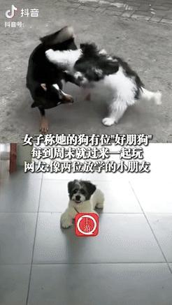 贵州一女子发现楼下来了只狗，便冲着楼上喊：“来福，你的朋友找你啦！”原来这两只狗