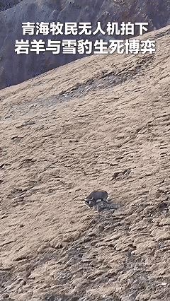 “解释不清了！”青海，牧民用无人机巡查牧场，结果，无人机刚飞上去，就遇到了惊心动