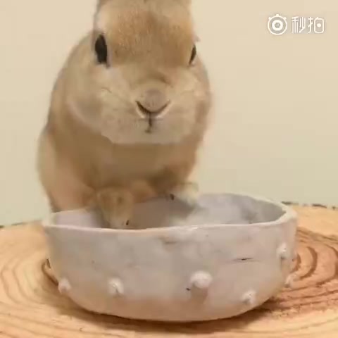 兔子为什么一直吃纸 3347248302165448446.jpeg?id=0