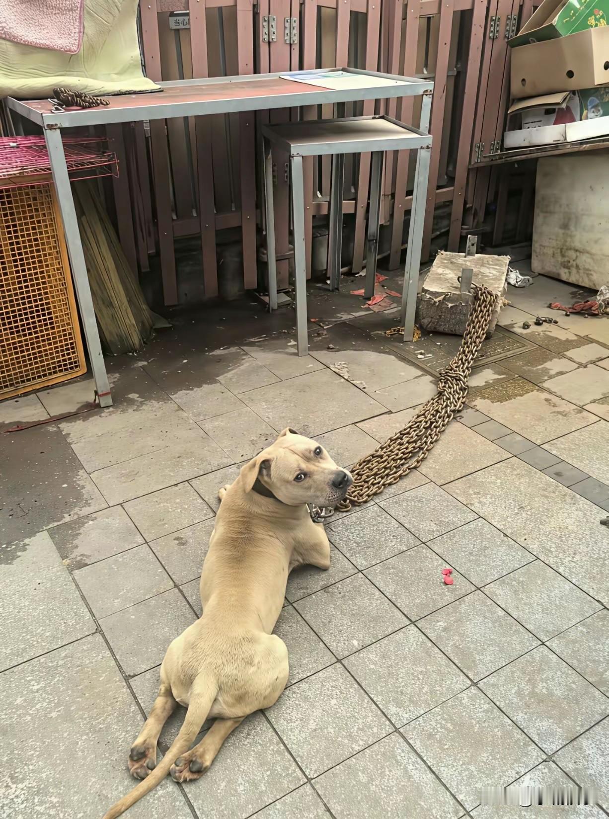 这下知道狗子有多猛了吧[捂脸哭][捂脸哭][捂脸哭]