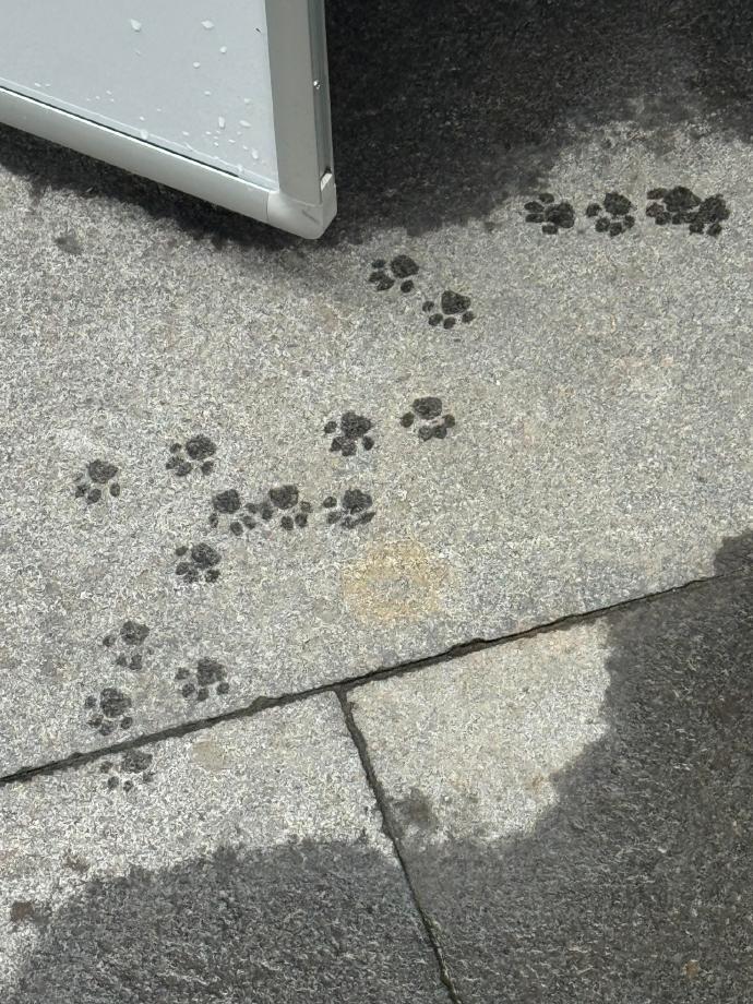 雨停后小猫出来遛弯啦