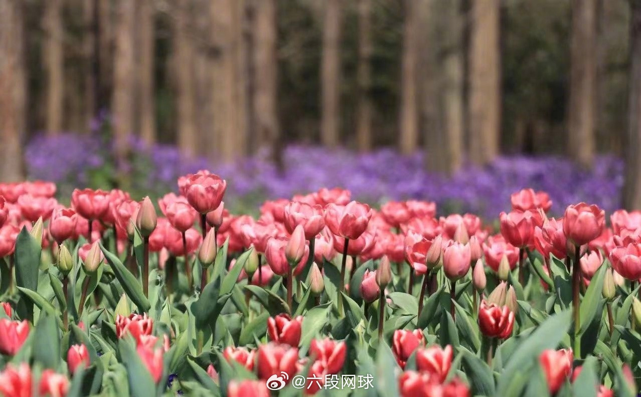 上海这周末去哪玩上海这周末除了F1中国大奖赛，还有各种花海花展，美爆了！上海街头