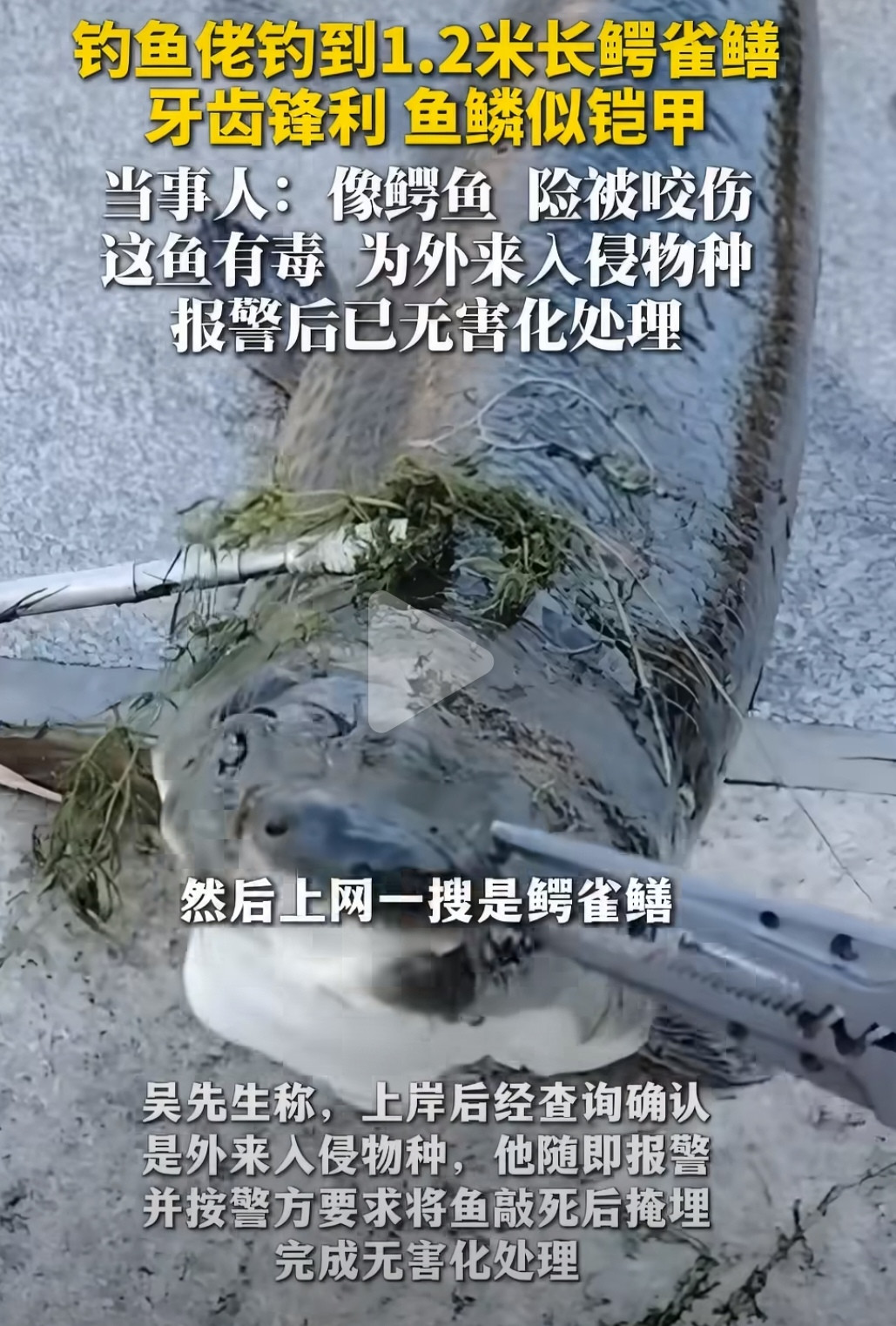 钓鱼钓出“水中杀手”！山东烟台招远，钓友吴先生在河道垂钓，意外钓上来一条1.2米长，15到20斤重的