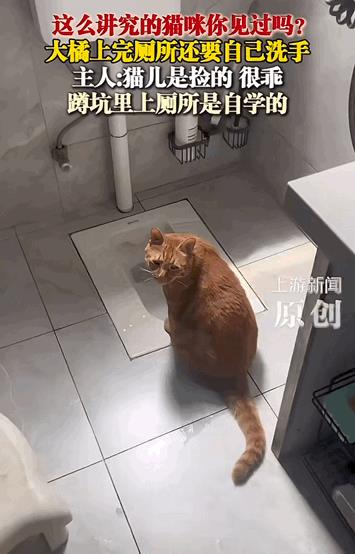 万物皆有灵性！重庆，女子捡了一只流浪猫，看猫咪很乖就一直养着了。谁能想猫咪骨子里