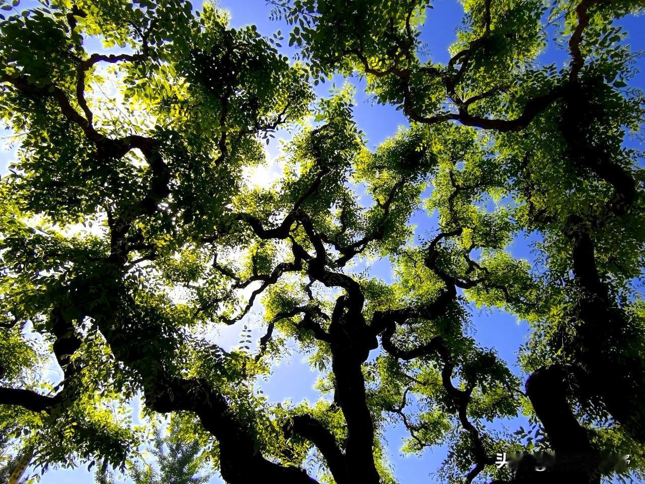树影婆娑间，岁月静好怎么拍摄花丛人像避免游客照中国仙境美景油菜花拍人物照穿什