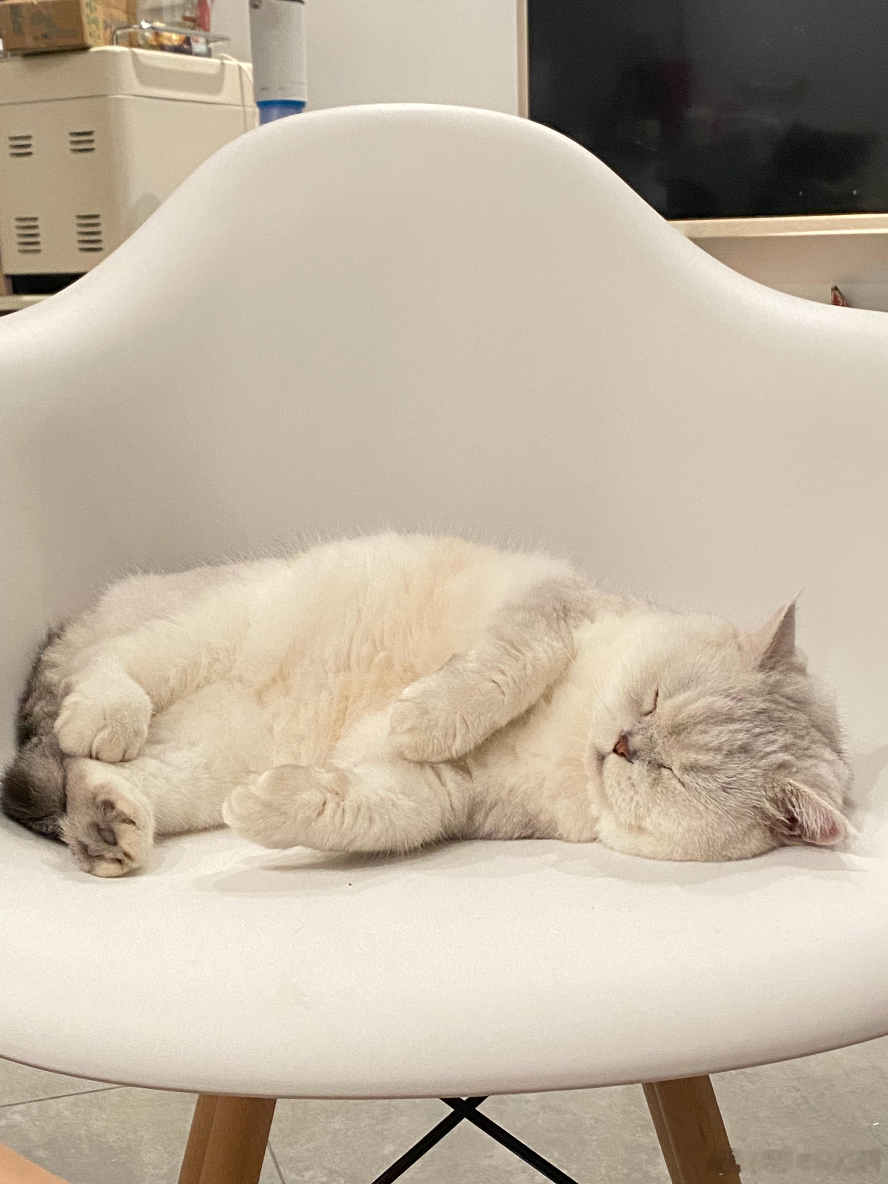 “呼呼”猫咪一个亿​​​