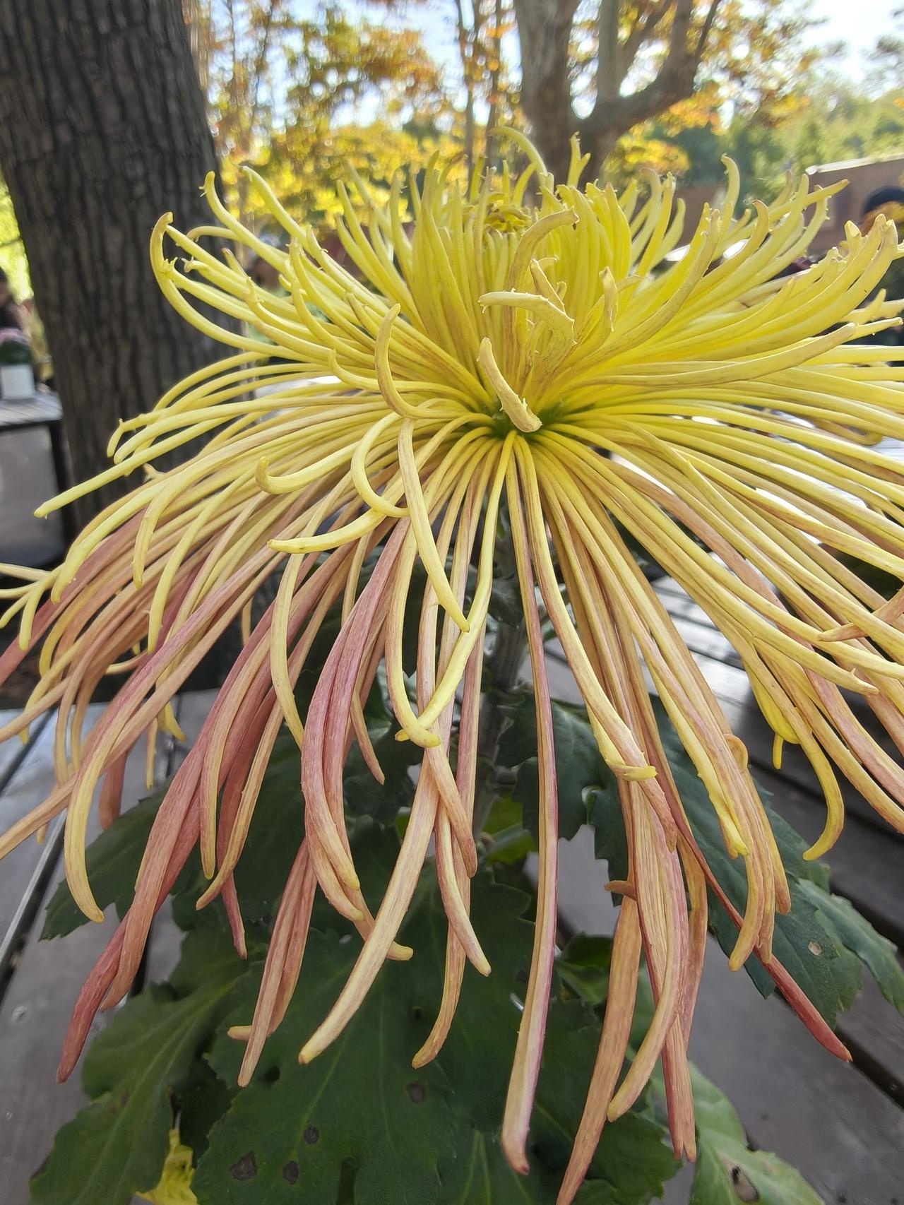 冬日美景随手拍实景图分享！共青森林公园菊花展随手拍～