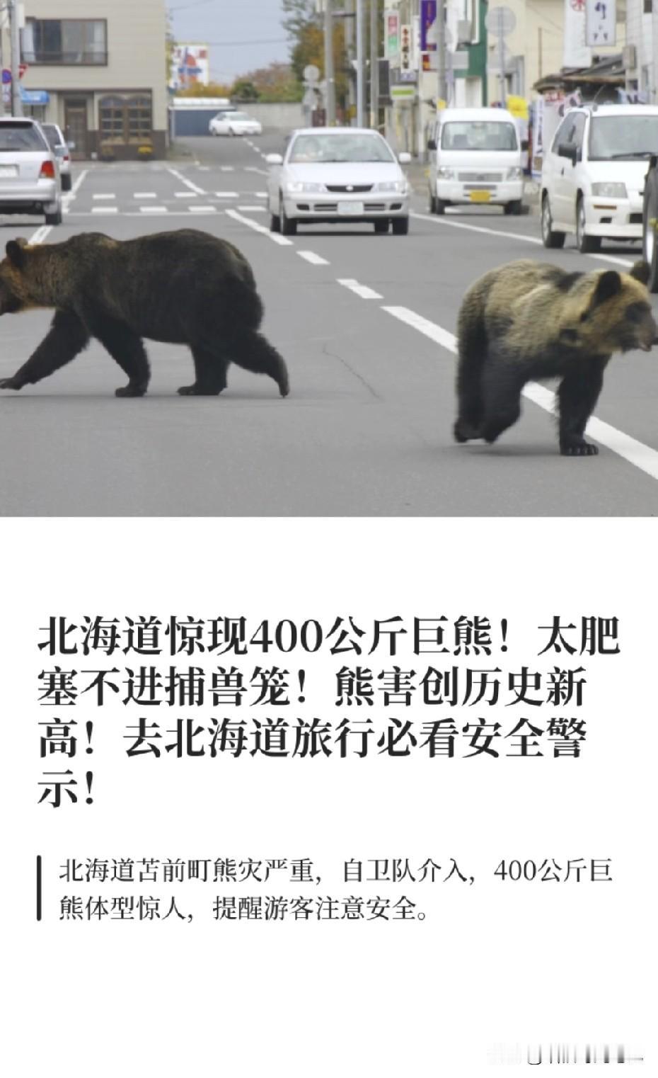朋友们，今年日本的“熊出没”，不是动画片，日本“熊灾”升级：130年来首次出现“