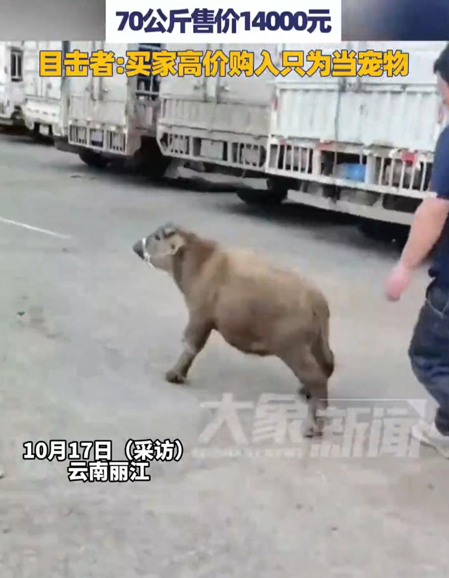 “果然物以稀为贵！”云南丽江，一牛贩子带着两头小牛到市场售卖，起初大家都以为是普