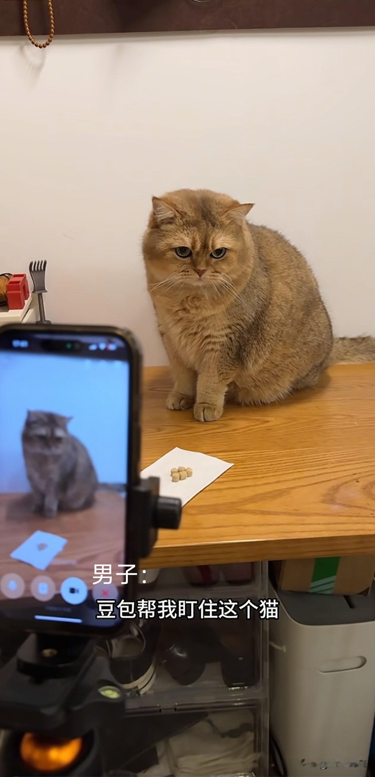笑不活了！北京，一男子拍视频，让豆包AI帮自己看住猫咪，不让它偷吃面前的零食，豆