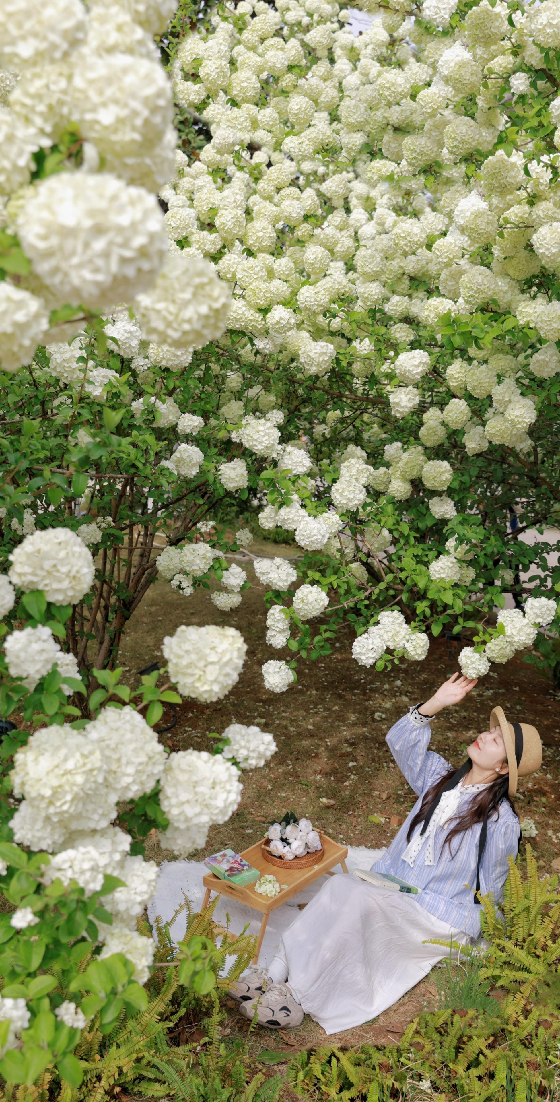 接下来的武汉，推荐去12个免费地方赏花…不用追赶花期，武汉的春天随处开...