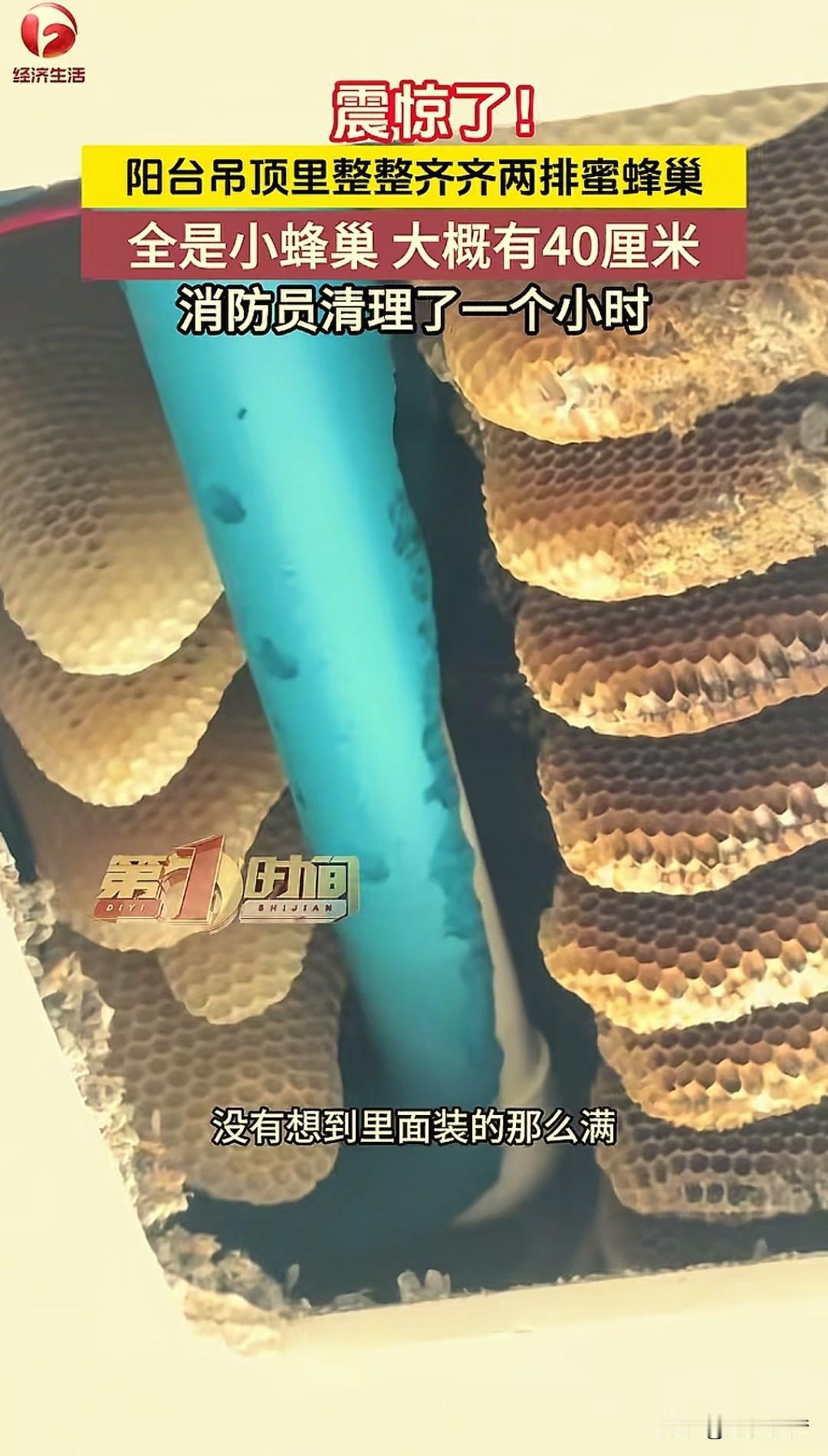 “太不可思议了！”安徽，一男子偶然发现，家里阳台几乎每天都有10多只蜜蜂闯进来，