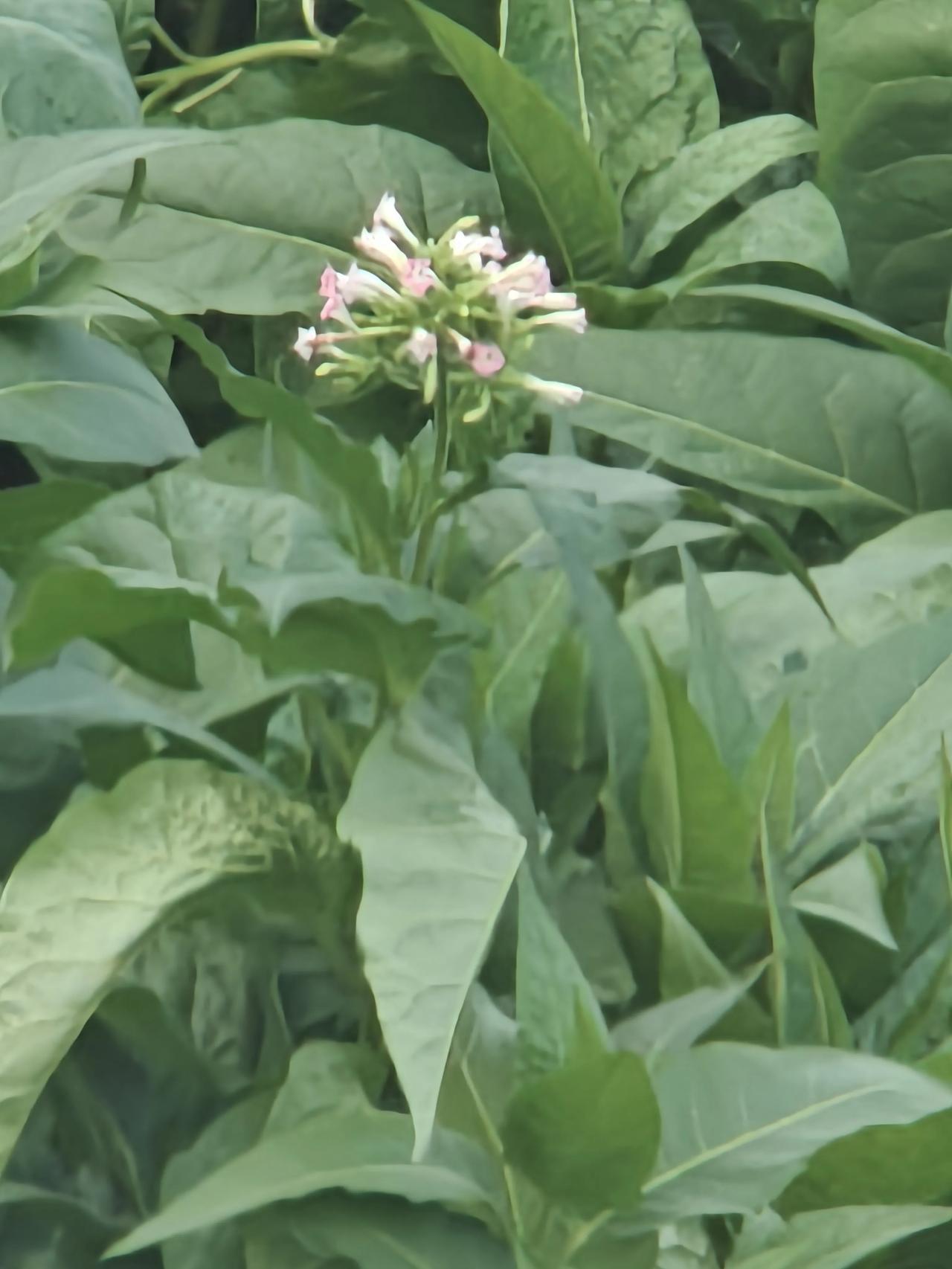 这是什么植物？花朵有点特殊哦！