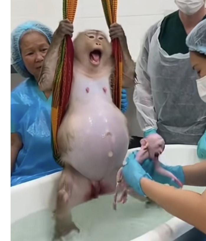 猴子水中分娩