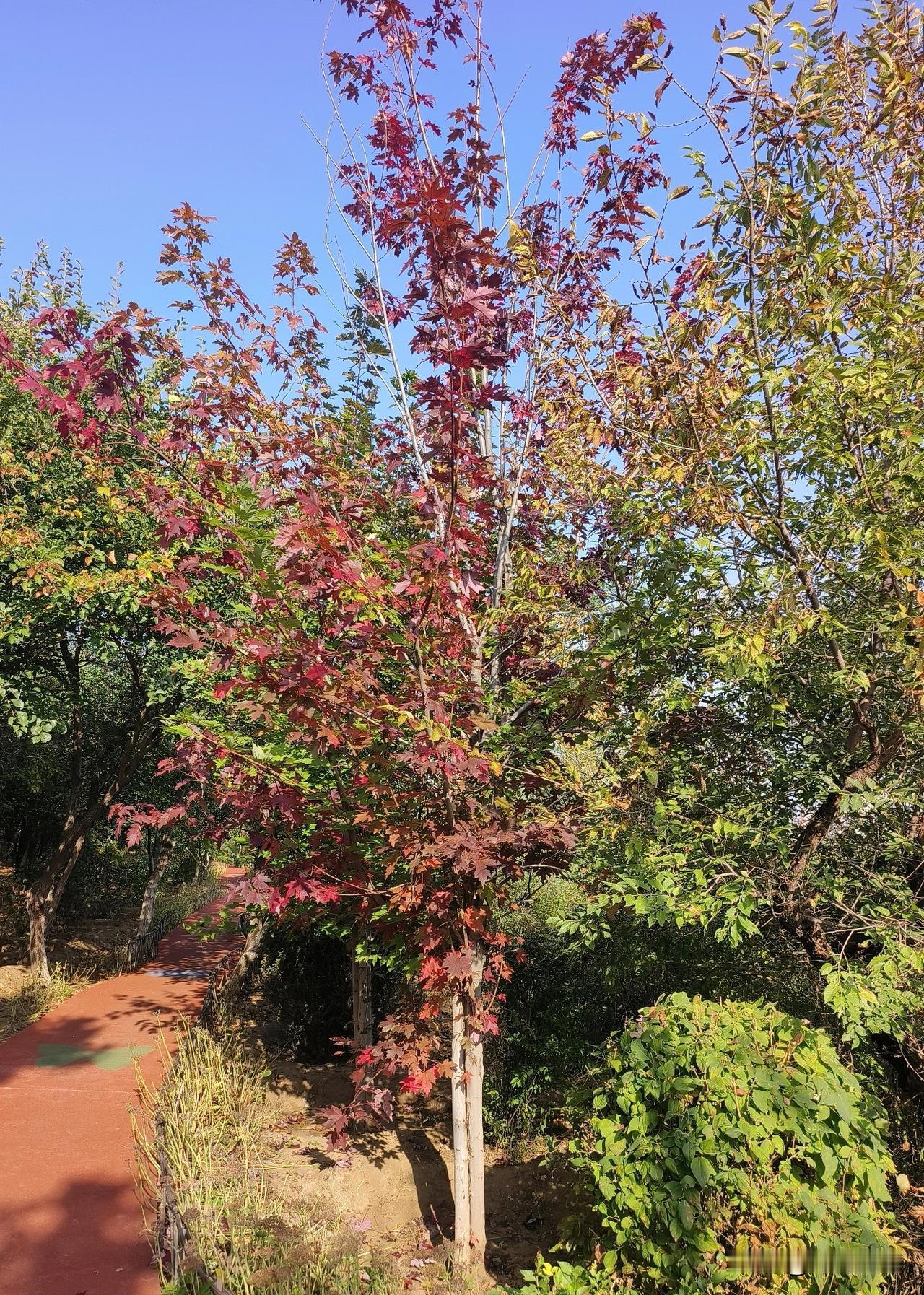 一株枫树，一树红叶，这就是秋天最美的景色，在整个山野之间，当这一株枫树红了之后，