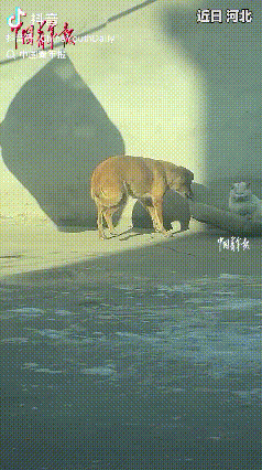 和谐相处！河北，狗狗和猫在窝里晒太阳，狗狗发现太阳过去了晒不到了，于是狗狗就拉着