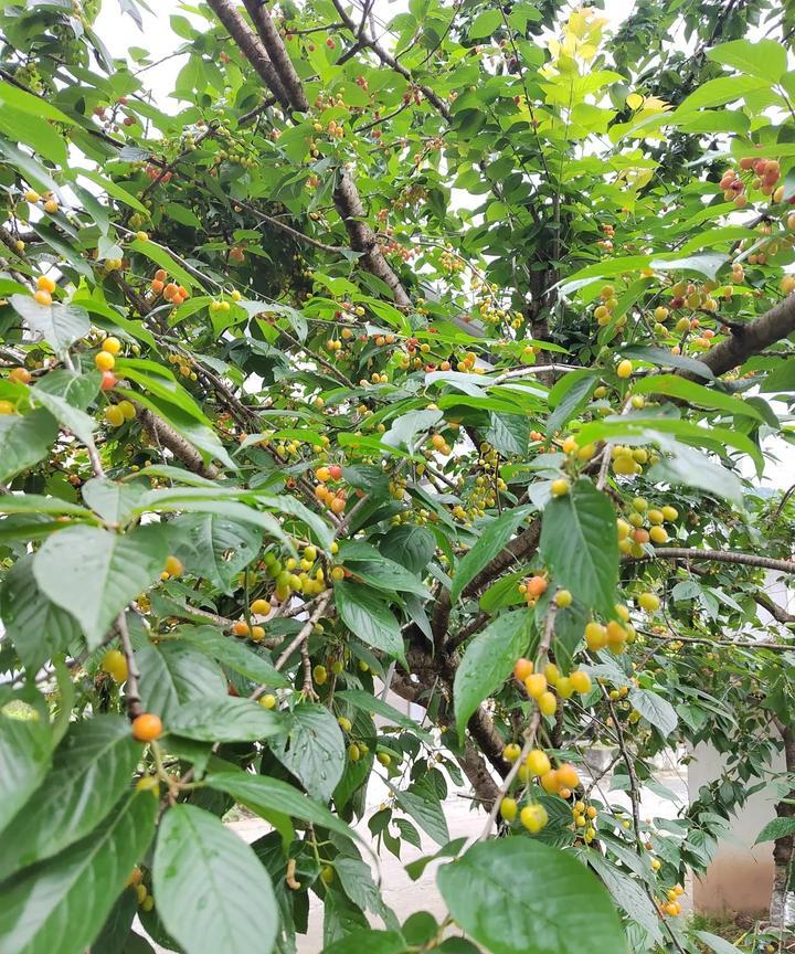 樱桃赋河岗乱石附暗伤落花无意助苍皇玲珑垂枝无人问压满果实醉山庄鸟兽无意