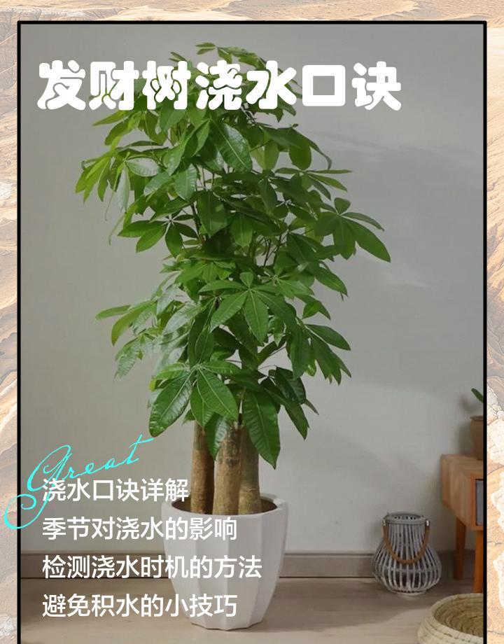 发财树不是摆设,是活物。光晒多了叶子蔫,水浇多了根烂掉。你天天盯着它,它反而
