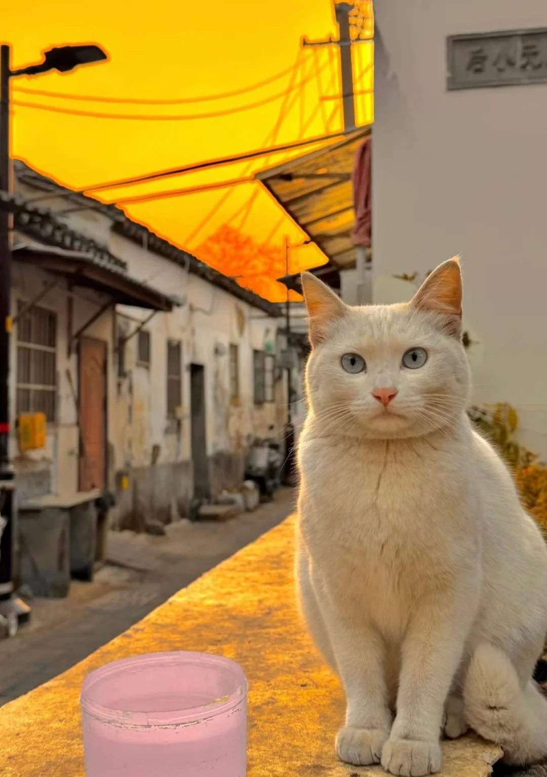 偶遇日落黄昏猫咪～