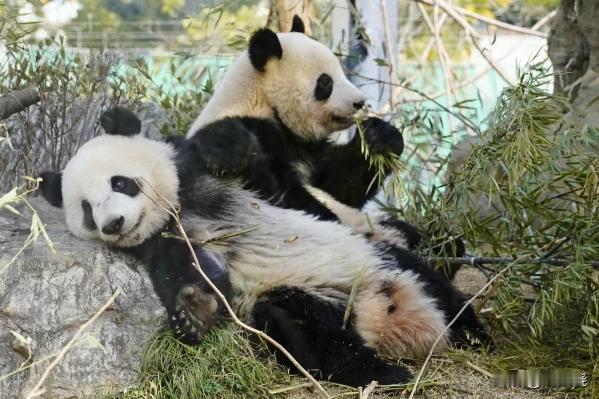 一对双胞胎离开东京动物园后，日本将53年来首次没有熊猫王人气(如图)东京动物