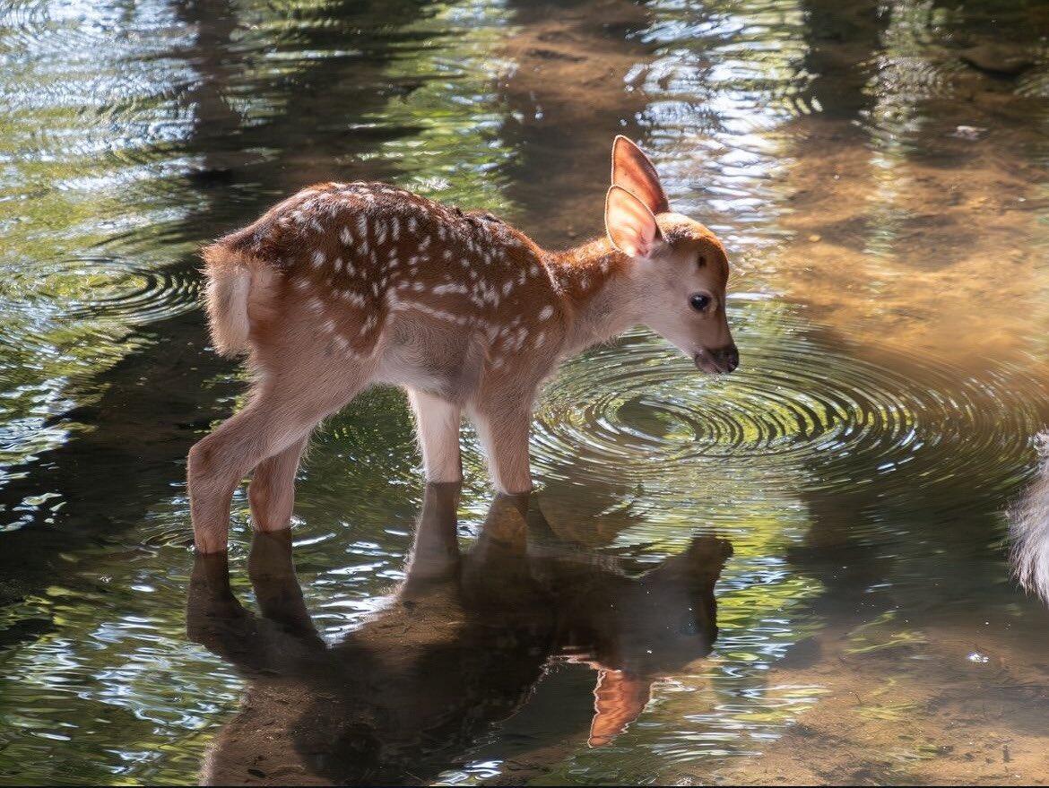 小鹿斑比Bambi🫧🦌🌳​​​