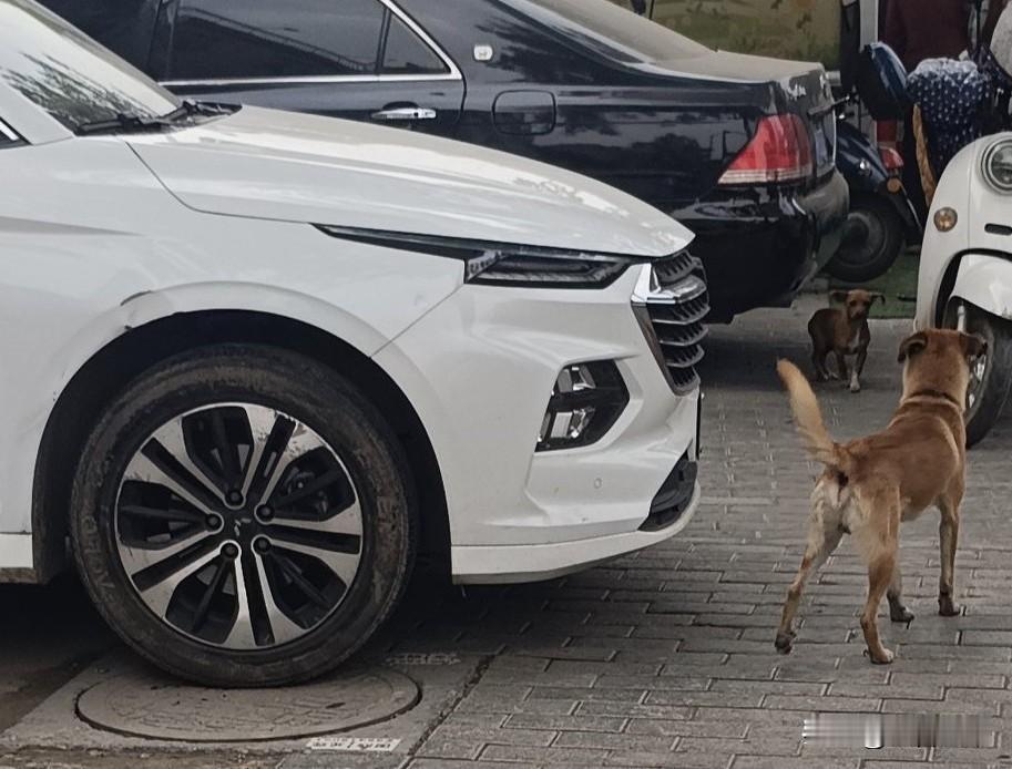 城市的狗为什么没人管？刚才从地铁口出来，被一只狗追着咬，这附近有很多