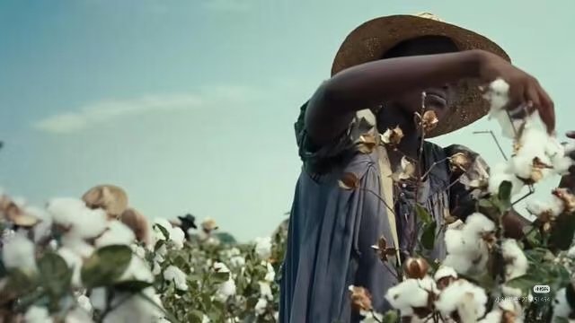 以前大量美国影视剧里，常出现黑奴采棉花的镜头，那个棉花都齐腰高，这个一直深深印在