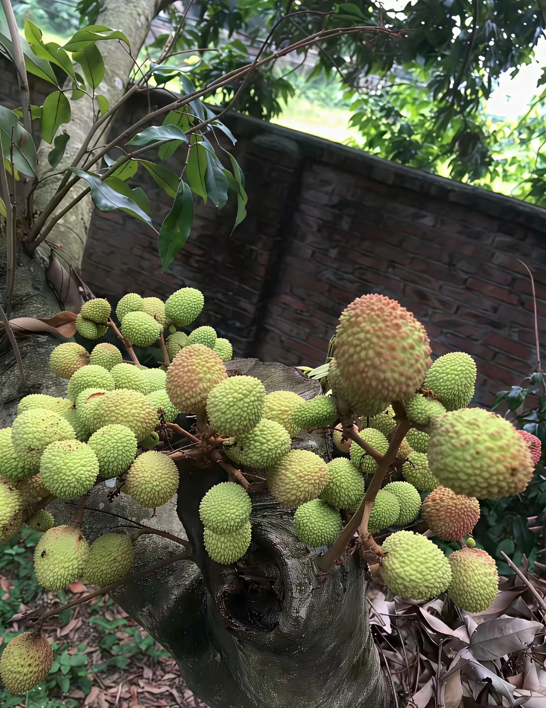 长这么大了第一次见到这个情况，真的有点不太相信，没有叶子，树干被砍掉了，还能长出