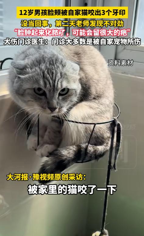 河南郑州，12岁男孩和自家宠物猫闹着玩，猫牙直接扎进脸颊留下三个小孔。家人一看血