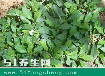 癌症的“死对头”肝炎的“克星”农村3种野菜, 对身体有好处