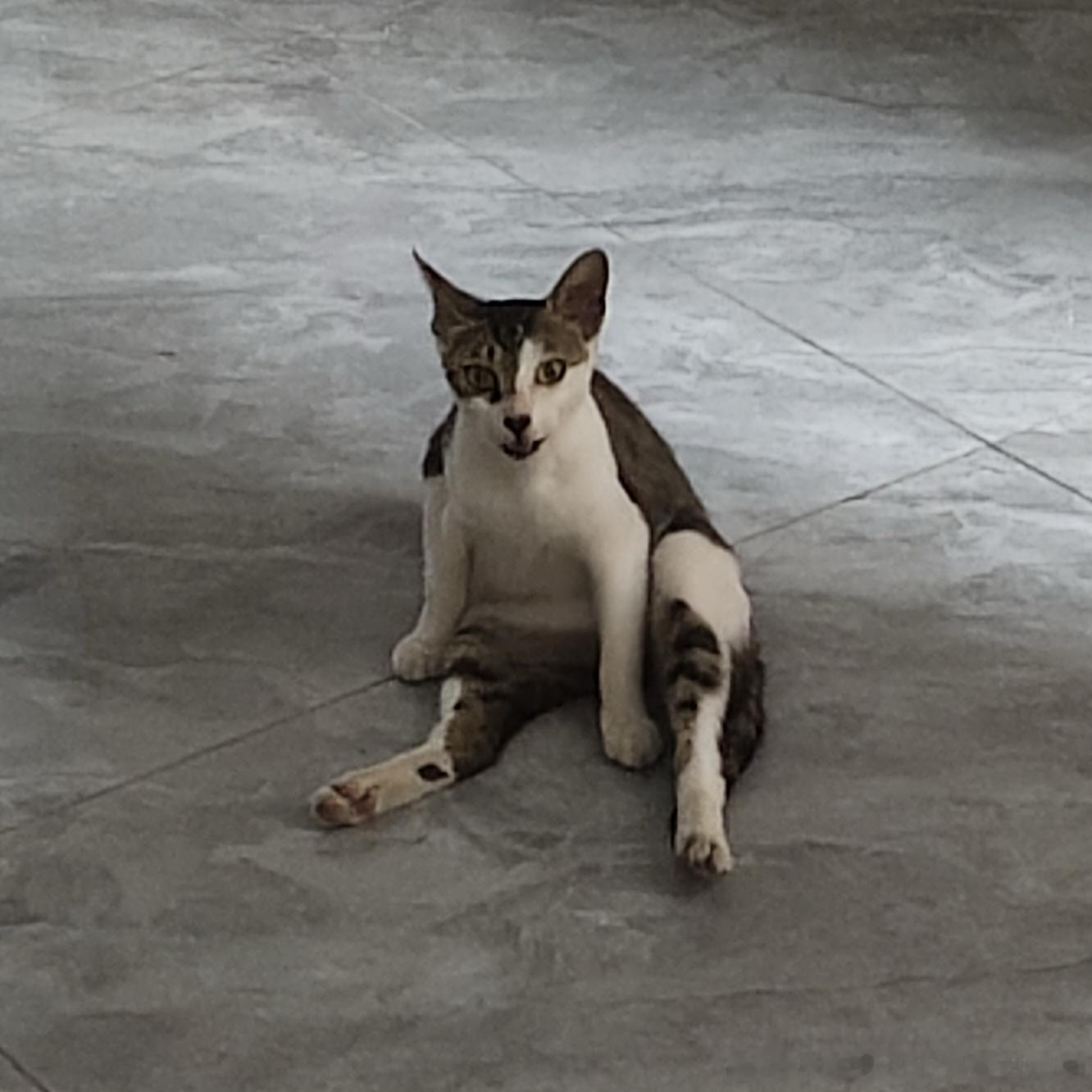 50445【丑猫】趁夜色打劫回家的小流浪，灯一开才看见惊世面相