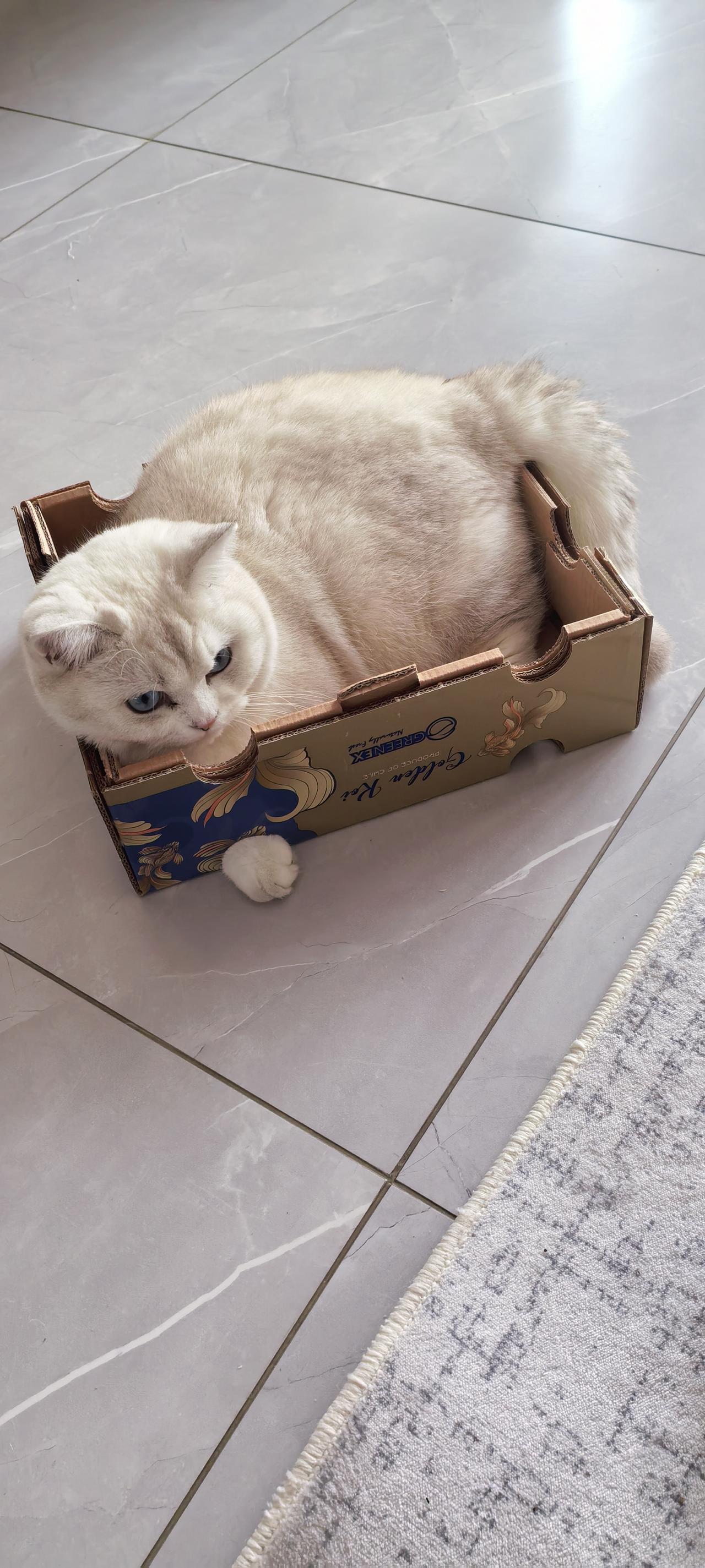 你有没有注意到，如果你会看到那只猫静静趴在那里时的神态？它似乎在告诉我们：放慢脚