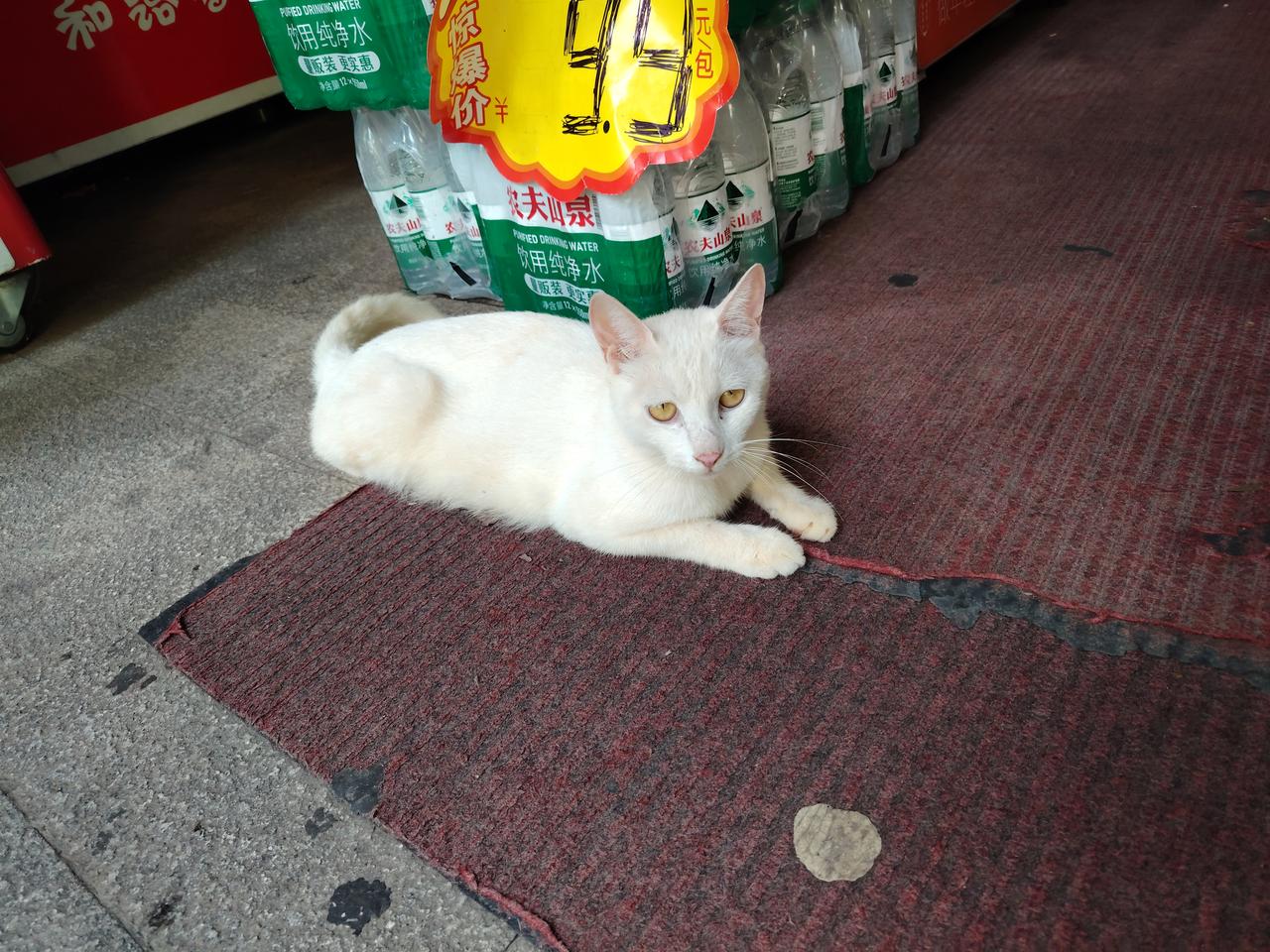聪明的猫咪找到清凉的地方休息