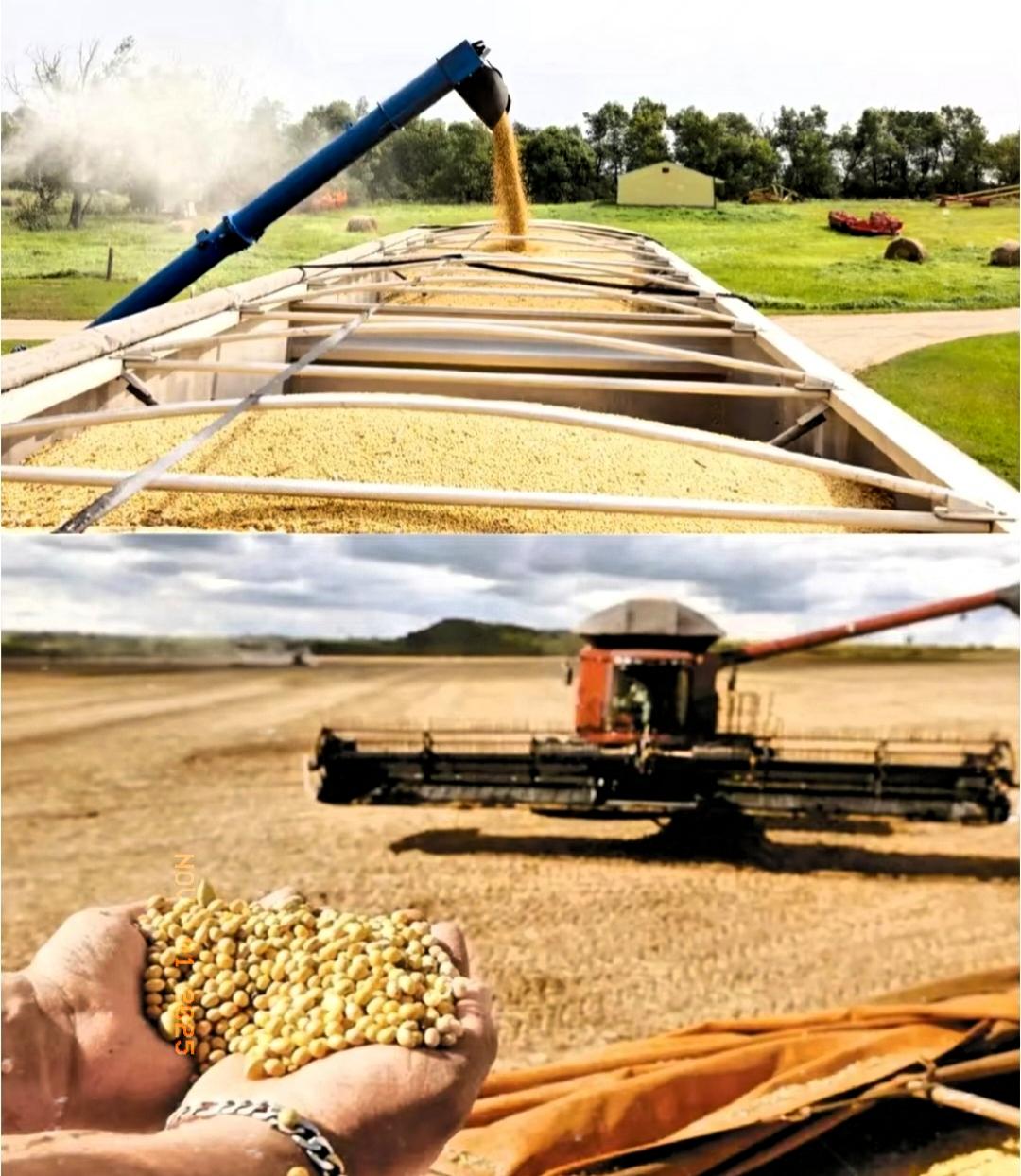 巴西大豆价格攀升至650美元/吨，这让巴西大豆商欣喜不已——他们断定中国对大豆需