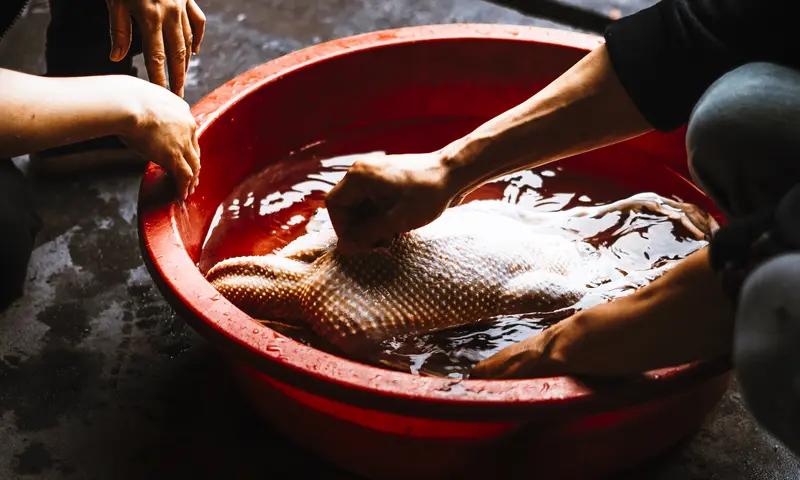 湖南邵阳一男子过年杀鸭，竟从鸭肚中剖出超6克黄金，这事瞬间在网上炸开了锅。一