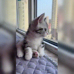 窗台惊现“监工喵”！看军训竟自学正步，步伐比新生还标准谁懂啊！网友家的窗台