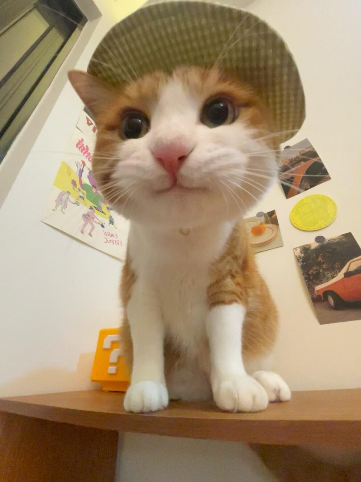 泥嚎，这是我妈妈新给我买的帽子，请夸我