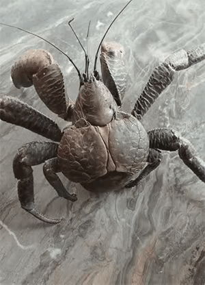 什么物种，到底是螃蟹还是虾呢？