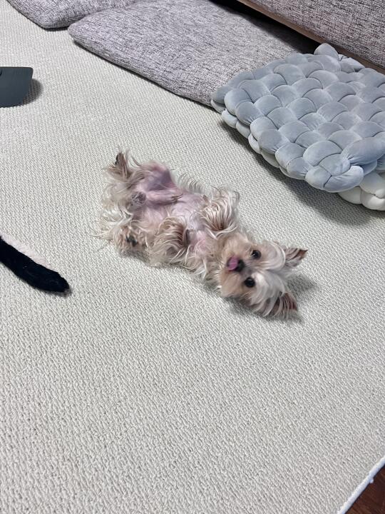 🐾｜谁家小狗这样发脾气啊！