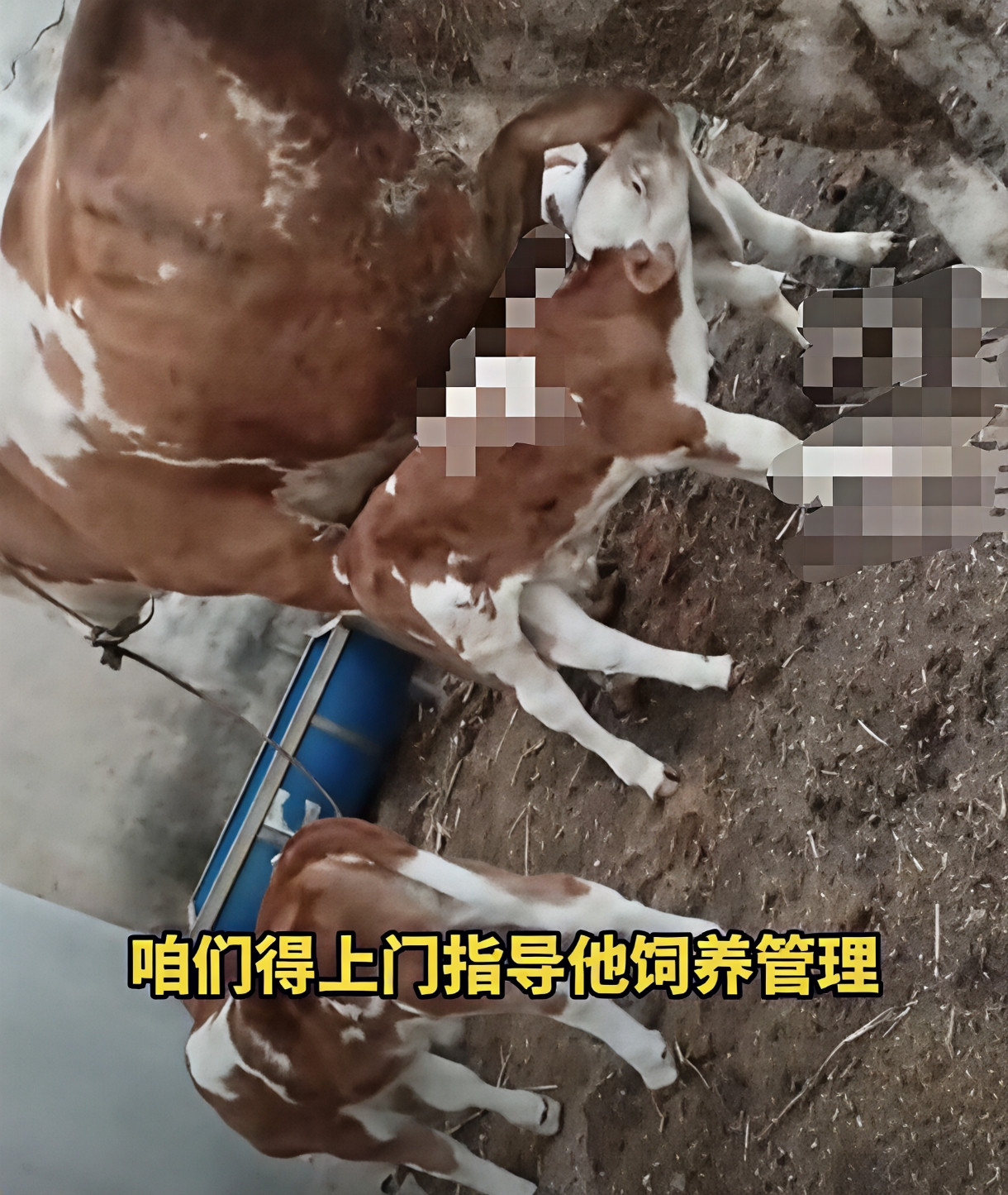1500斤母牛生下3胞胎，概率仅五十万分之一！山东有个农户最近乐坏了，他家15