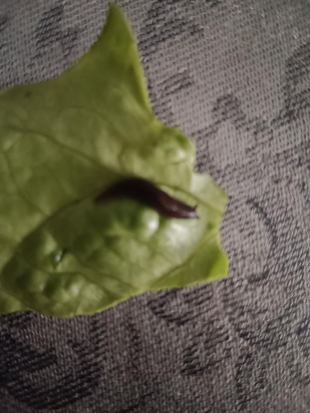 今天洗菜时，发现菜叶上有个小活物，黑褐色身子，湿湿滑滑的，头上有两只小犄角，有点