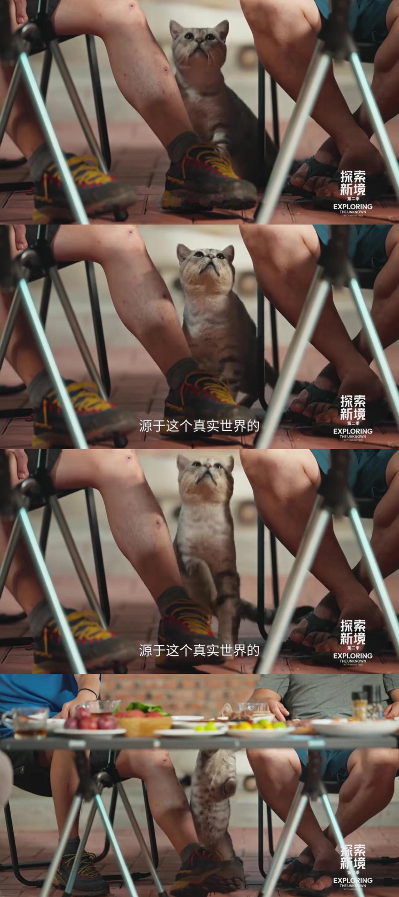 王一博和岩友聚餐惊现“猫猫头”？哈哈悄悄出现的小可爱，又悄悄探出头去想吃肉的猫