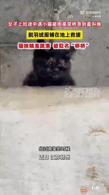 暖哭了！江苏扬州一名女子在上班途中，发现有一只小猫被困在高架桥的桥墩上，小猫由于