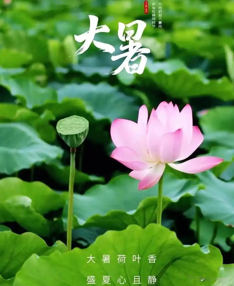 今年大暑太反常！种地老农直言：三伏天的样子，早就注定秋后收成咱农村种