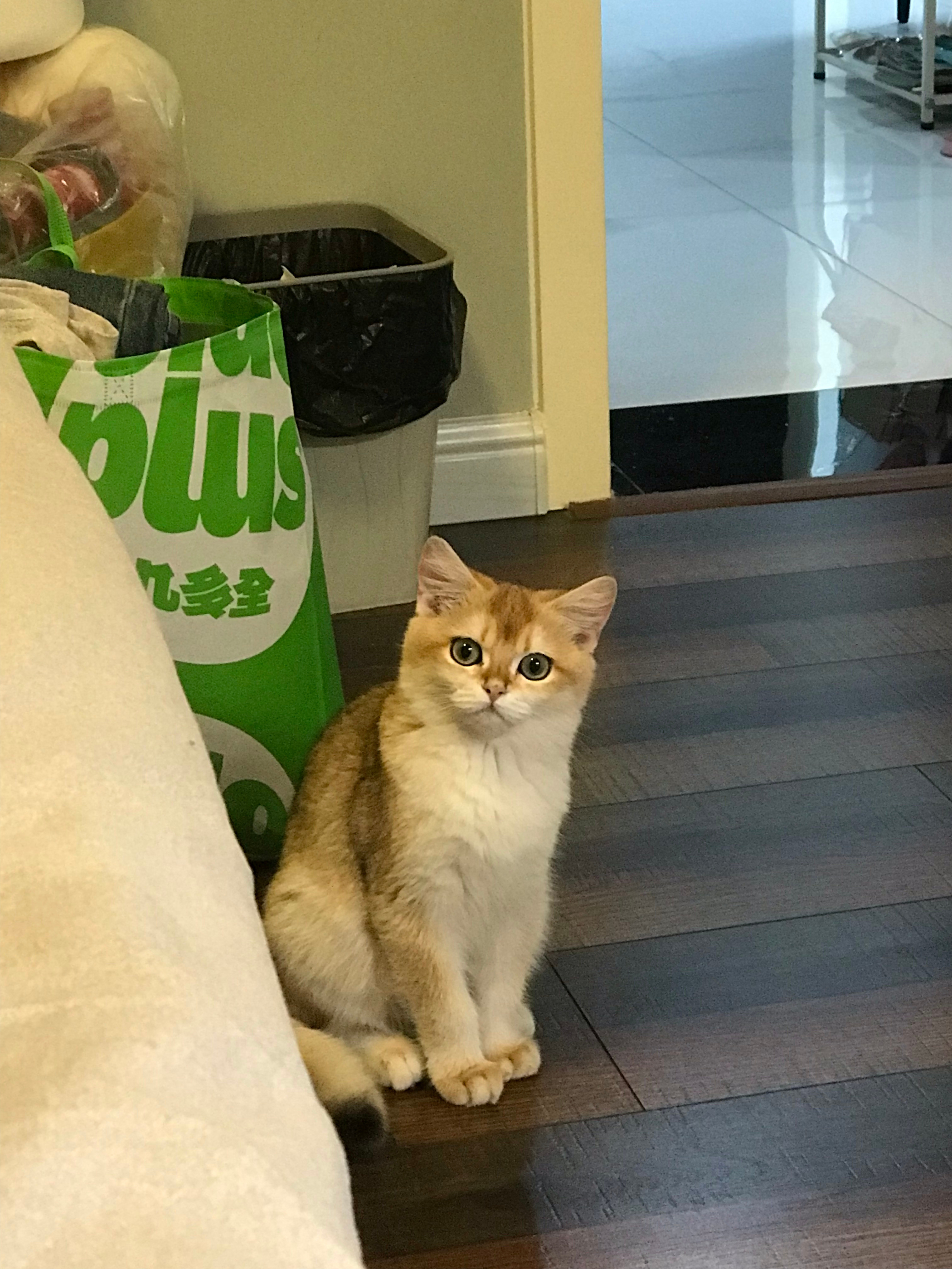 小猫咪[爱心]​​​