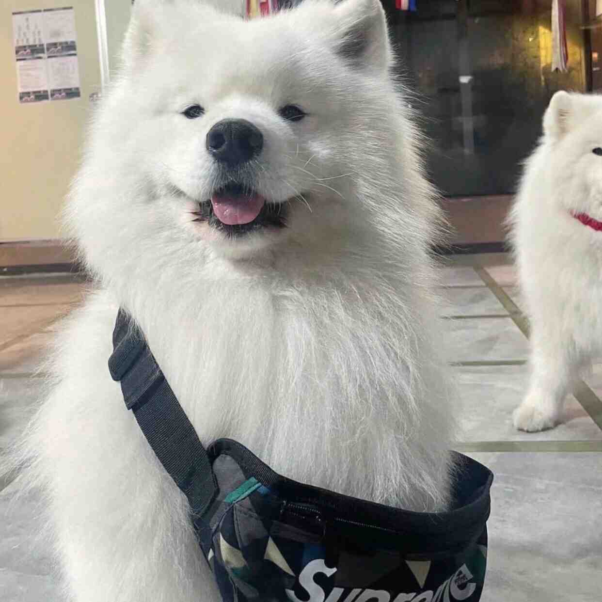 上学前：萨摩耶（许光汉版）上学后：萨摩唉（欠他小肉干版）