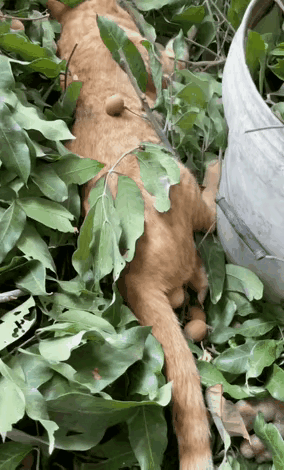 猫：你整错了，这颗不是龙眼